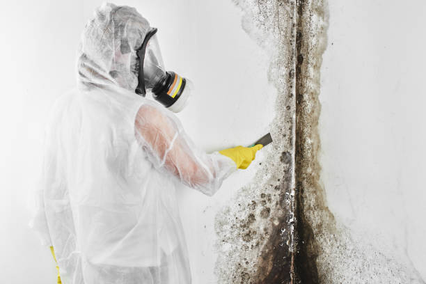 Best Professional Mold Removal  in Peaceful Valley, WA