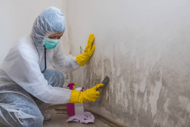 Best Mold Cleaning Services  in Peaceful Valley, WA