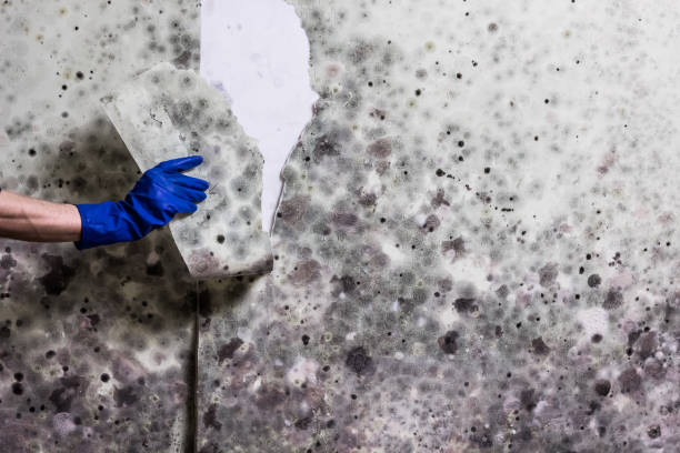 Crawl Space Mold Removal in Peaceful Valley, WA