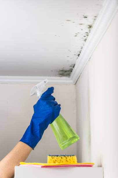 Mold Removal and Inspection in Peaceful Valley, WA